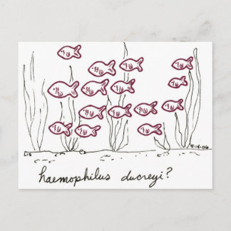 Haemophilus Ducreyi Postkarte