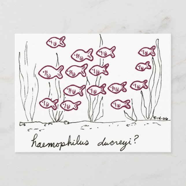 Haemophilus Ducreyi Postkarte (Vorderseite)
