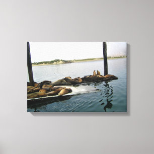 Hafen Siegel, Morro Bay, Kalifornien Leinwanddruck