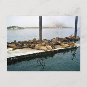 Hafen Siegel, Morro Bay, Kalifornien Postkarte