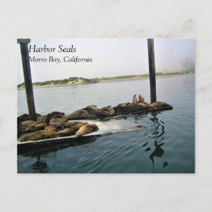 Hafen Siegel, Morro Bay, Kalifornien Postkarte