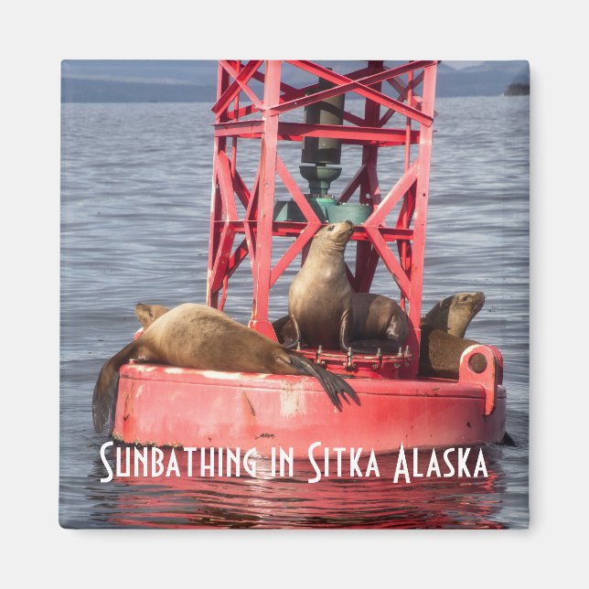 Hafen Siegel Sonnenbaden Sitka Alaska Magnet (Vorne)