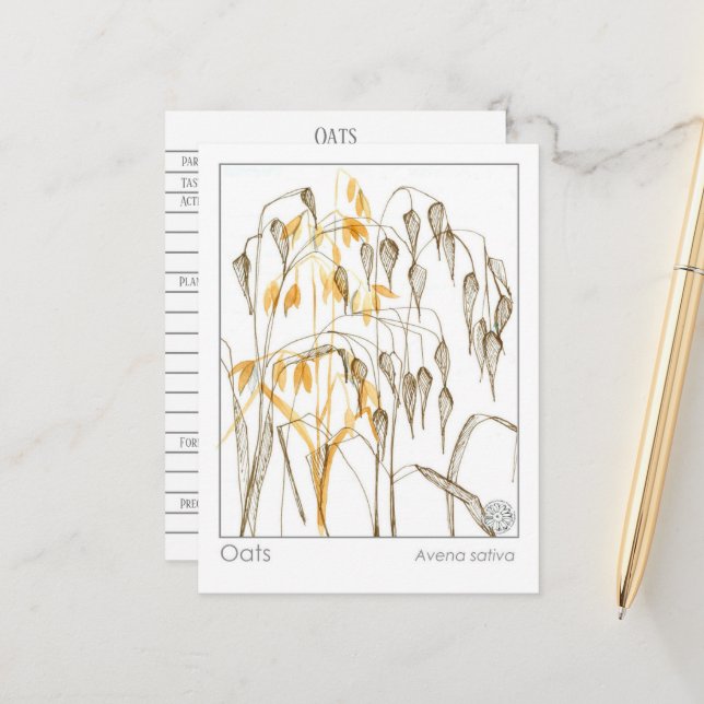 Hafer Pflanze Materia Medica Kräuterstudie Postkarte (Vorderseite/Rückseite Beispiel)