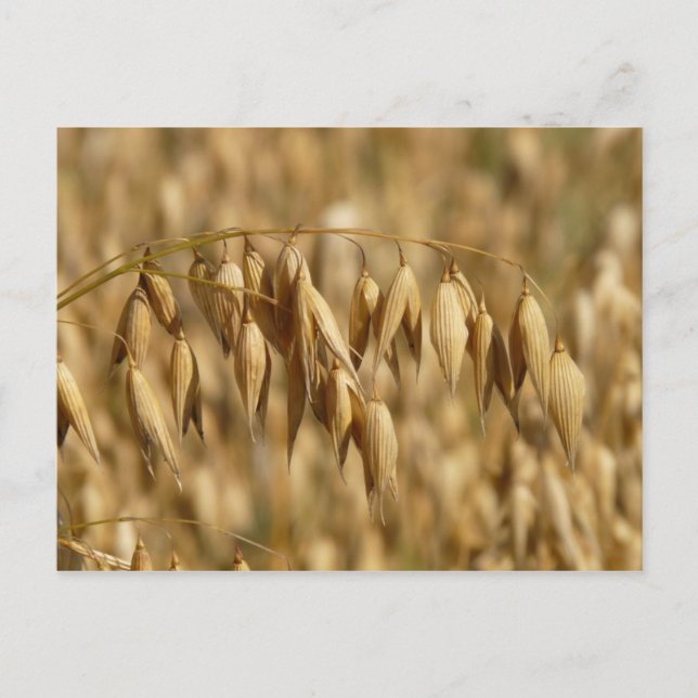 Haferfeld Postkarte (Vorderseite)