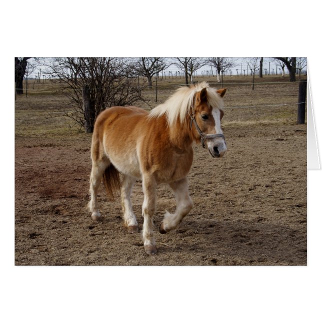 Haflinger (Vorderseite (Horizontal))