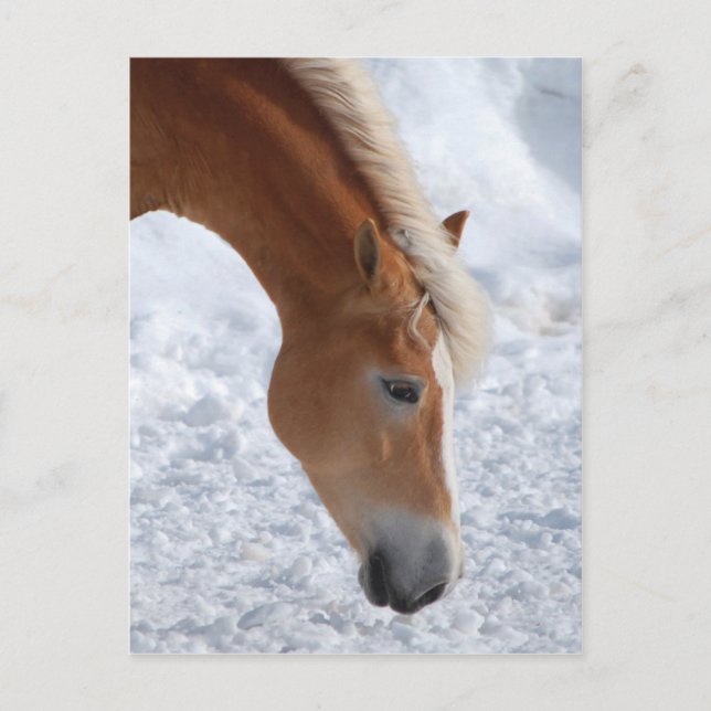 Haflinger 1 postkarte (Vorderseite)