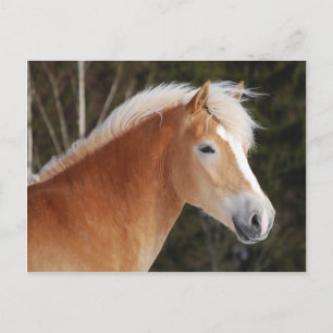 Haflinger 2 postkarte