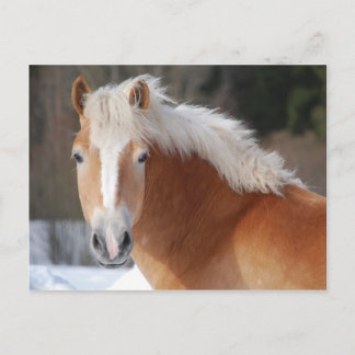Haflinger 3 postkarte