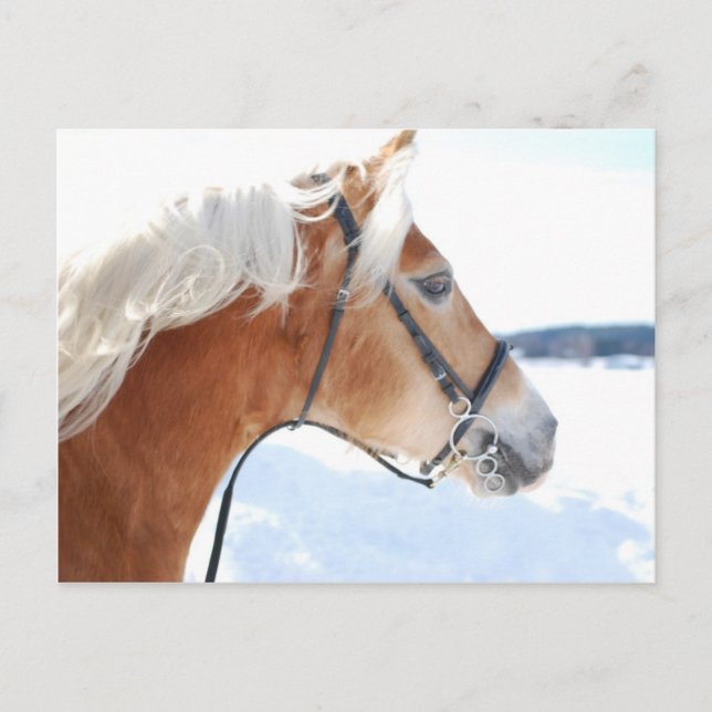 Haflinger 5 postkarte (Vorderseite)