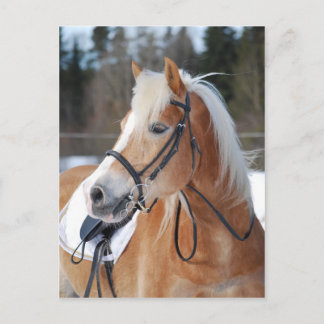 Haflinger 6 postkarte