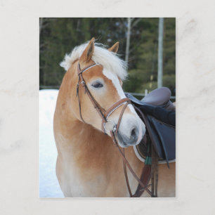 Haflinger 8 postkarte