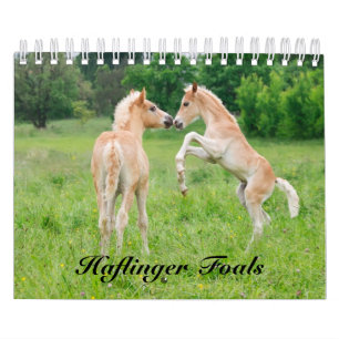 Haflinger Foals - klein Kalender