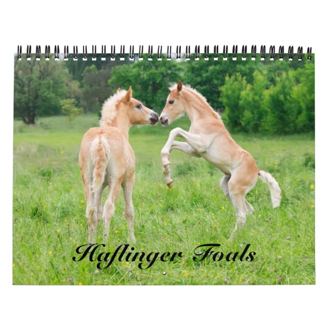 Haflinger Foals - mittelgroße Haflinger Foals Kalender (Titelbild)