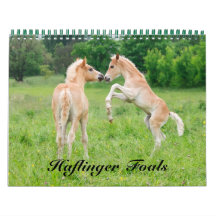 Haflinger Foals - mittelgroße Haflinger Foals