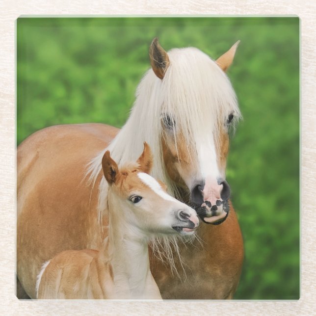 Haflinger Horse Niedlich Baby Foal Kiss Mum Pony F Glasuntersetzer (Vorderseite)
