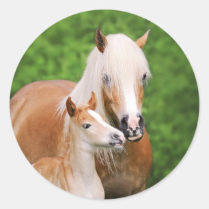 Haflinger Horse Niedlich Baby Foal Kiss Mum Pony F Runder Aufkleber