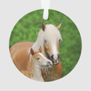 Haflinger Horses Niedlich Foal Kiss Mum Foto - Ornament