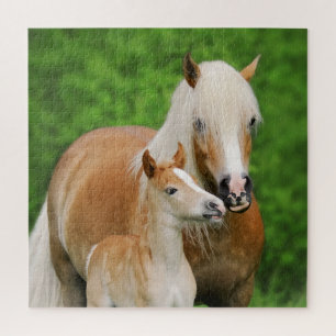 Haflinger Horses Niedlich Foal Kiss Mum Foto - Spi Puzzle