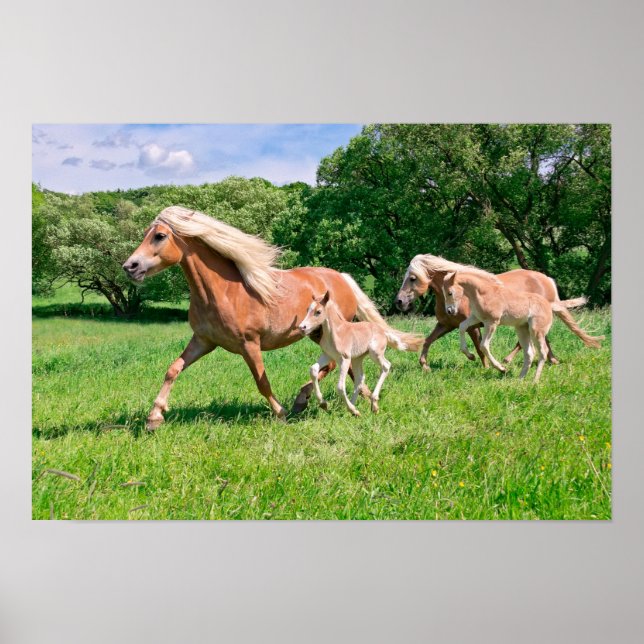 Haflinger Horses with Cute Foals Run Funny Animal Poster (Vorne)