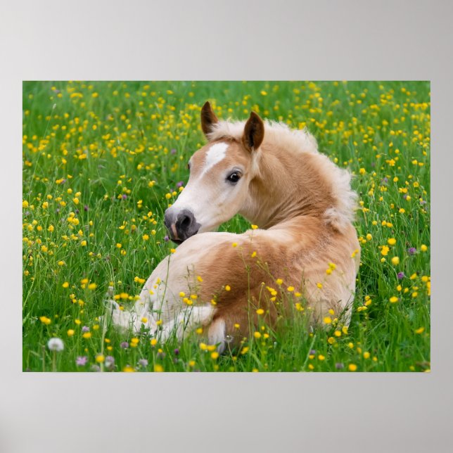 Haflinger Niedliches Fohlen Blumenbeet, tierisches Poster (Vorne)
