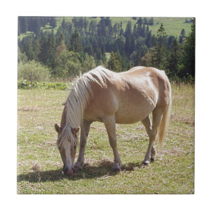 Haflinger Palomino Pony im Foto der Sommerweiden Fliese