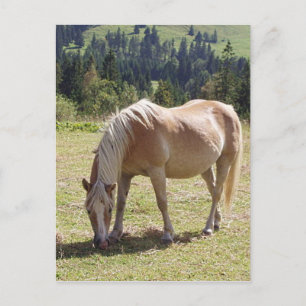 Haflinger Palomino Pony im Foto Grüne Weide Postkarte