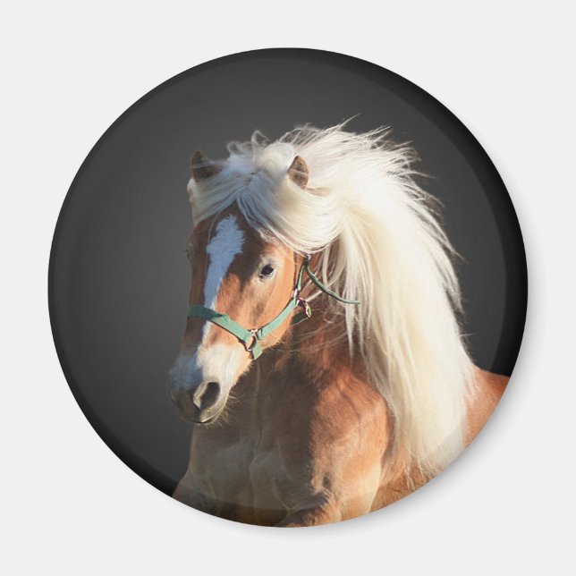 Haflinger Pferd Magnet (Vorne)