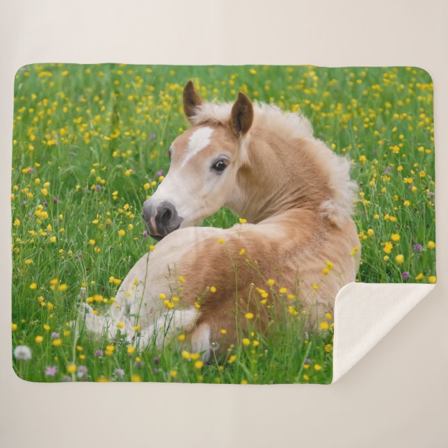 Haflinger Pferd Niedlich Foal Resting in einem Blu Sherpadecke (Vorderseite (Horizontal))