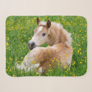 Haflinger Pferd Niedlich Foal Ruhen in einem Blume Sherpadecke