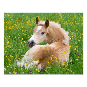 Haflinger-Pferd Süßes Fohlen ruht in einem Blumenb Fotodruck