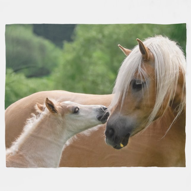 Haflinger Pferde fohlen und die streichelnde Fleecedecke (Vorderseite (Horizontal))