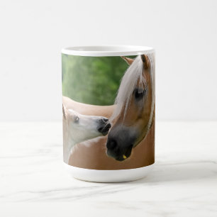 Haflinger Pferde fohlen und die streichelnde Tasse