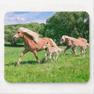 Haflinger Pferde mit Niedlichen Foals Run Funny Fo Mousepad