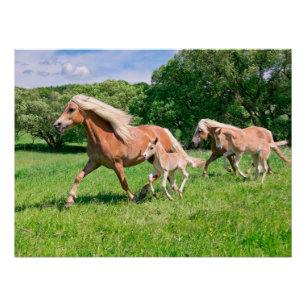 Haflinger Pferde mit Niedlichen Fohlen Lauf Funny  Poster