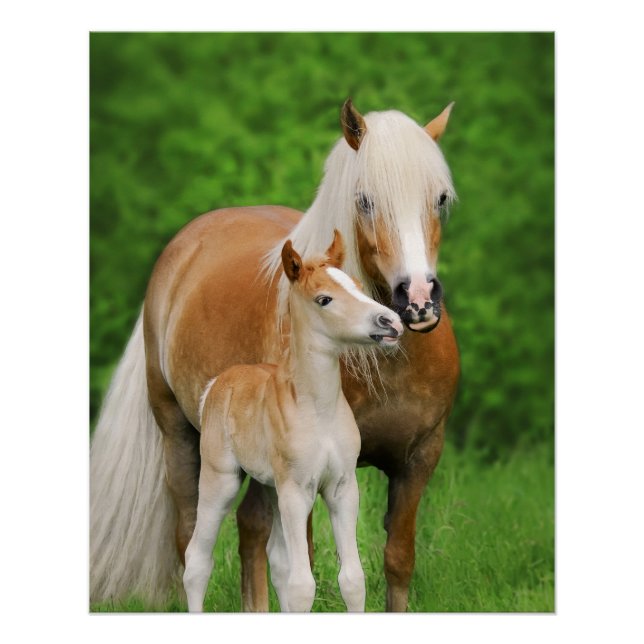Haflinger Pferde Niedlich Foal Kiss Mum Fotografie Poster (Vorderseite)