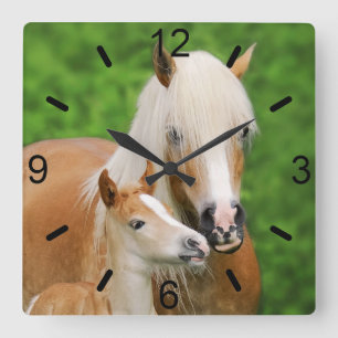Haflinger Pferde Niedlich Foal Kiss Mum / Wählplat Quadratische Wanduhr