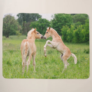 Haflinger Pferde Niedlich Foals Friends Reprodukti Sherpadecke