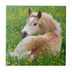 Haflinger Pferde Niedlich Fohlen Erholungen Blumen Fliese