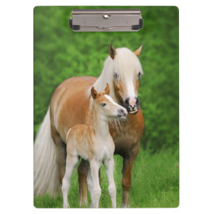 Haflinger Pferde Niedlich Fohlen Kiss Mum Foto auf Klemmbrett