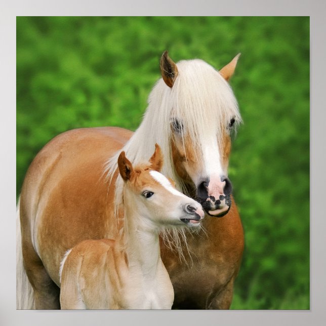 Haflinger Pferde Niedlich Fossil Kiss Mum Foto Squ Poster (Vorne)