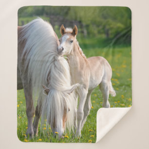 Haflinger Pferde Niedlichen Baby Foal mit Mama Fot Sherpadecke