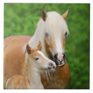 Haflinger Pferde Niedlicher Kinderfohlen Kiss Mum  Fliese