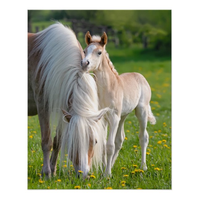Haflinger Pferde Niedliches Baby Fohlen mit Mama-F Poster (Vorderseite)