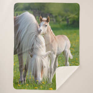 Haflinger Pferde Niedliches Baby Fohlen mit Mama F Sherpadecke