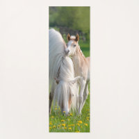 Haflinger Pferde Niedliches Baby Fohlen mit Mama-F