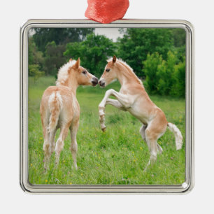 Haflinger Pferdeniedliche Fohlenerrichtung Silbernes Ornament