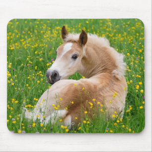 Haflinger Pferdeniedliches Fohlen in einem Mousepad