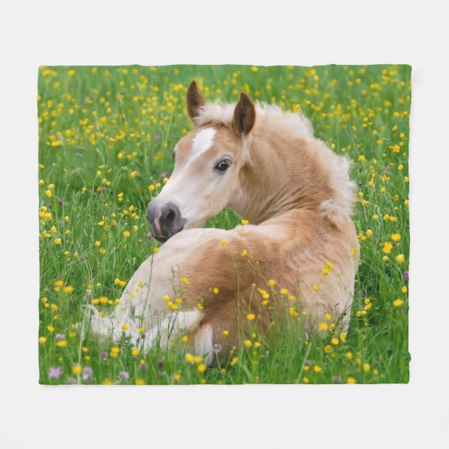 Haflinger Pferdeniedliches Fohlenstillstehender Fleecedecke (Vorderseite (Horizontal))