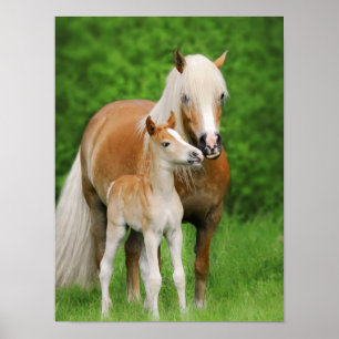 Haflinger Pferdeniedliches Poster