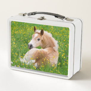 Haflinger Pony Horse Niedlich Fohlen im Blumenbeet Metall Brotdose